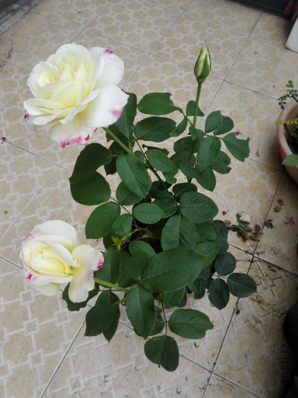 IMG_20180501_100158.jpg