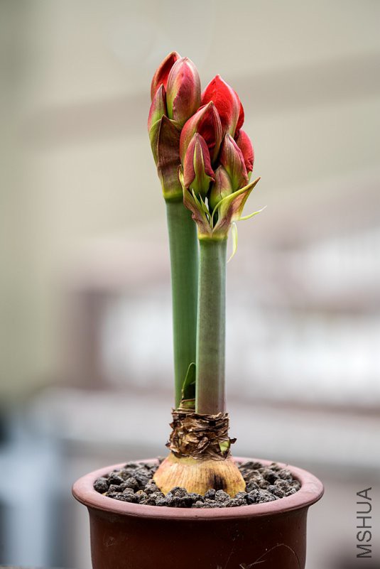 DSC07568 - ����.jpg