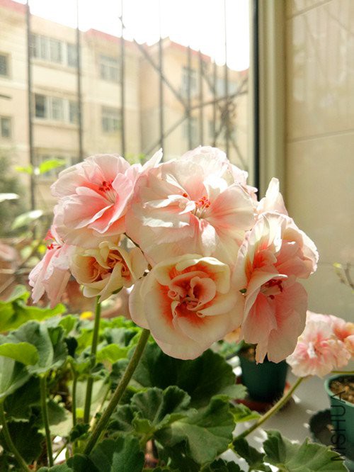 IMG20180430130349.jpg