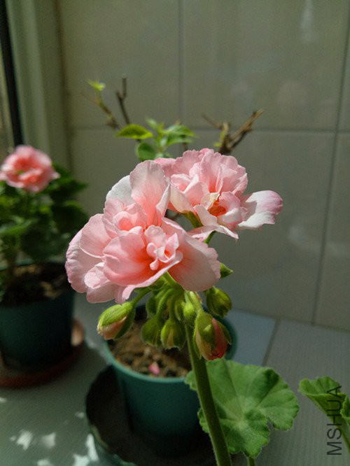 IMG20180430125850.jpg