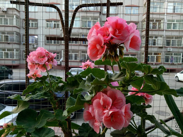 IMG20180428190036.jpg