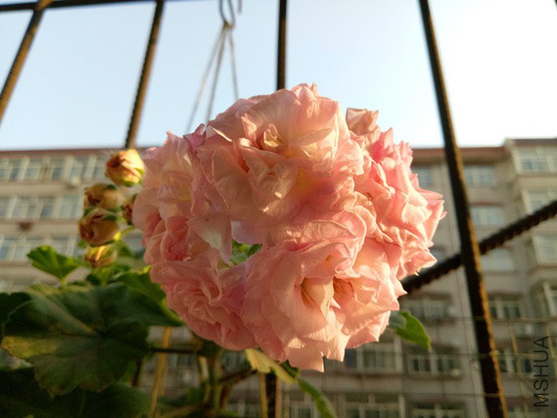 IMG20180429065048.jpg