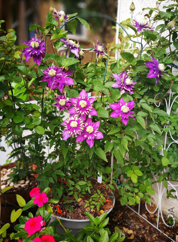 ��� �е�ƫ��