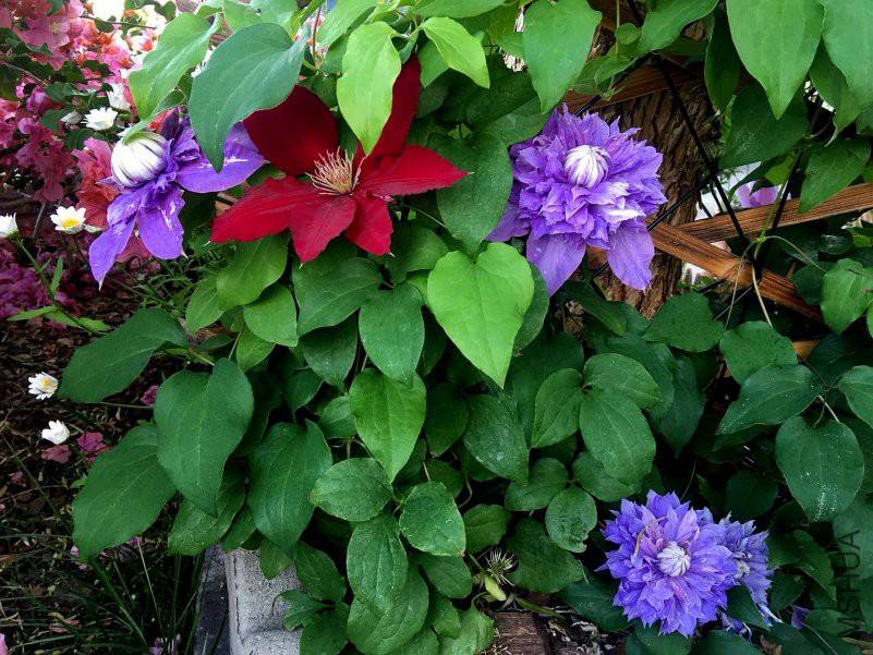 ��ʯ���𱴿�