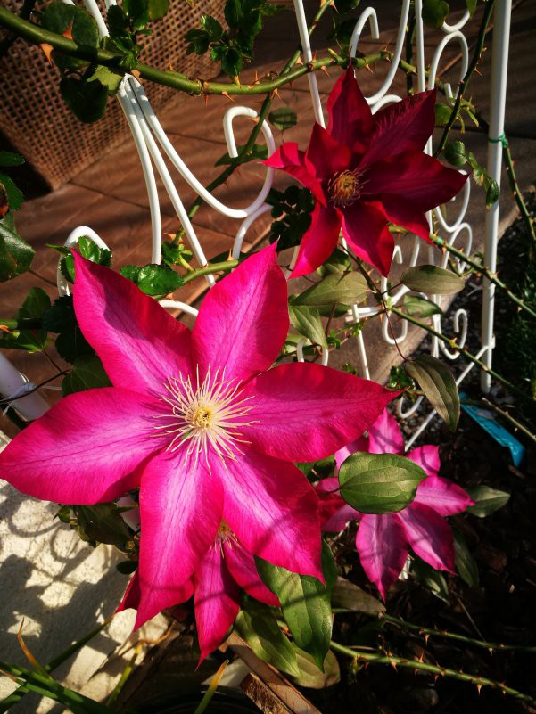 ��������