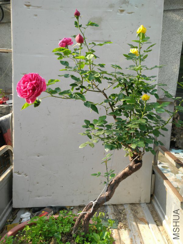 IMG_20180427_073955.jpg