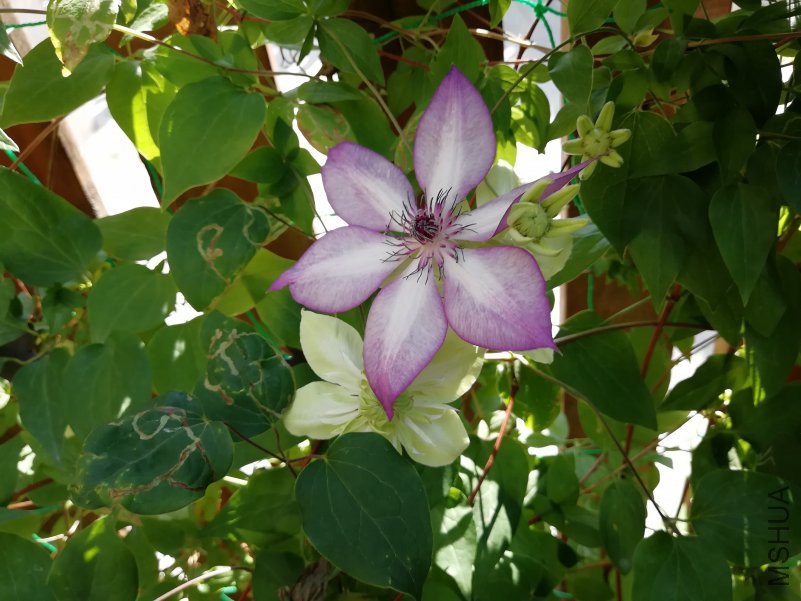 IMG_20180503_074916.jpg