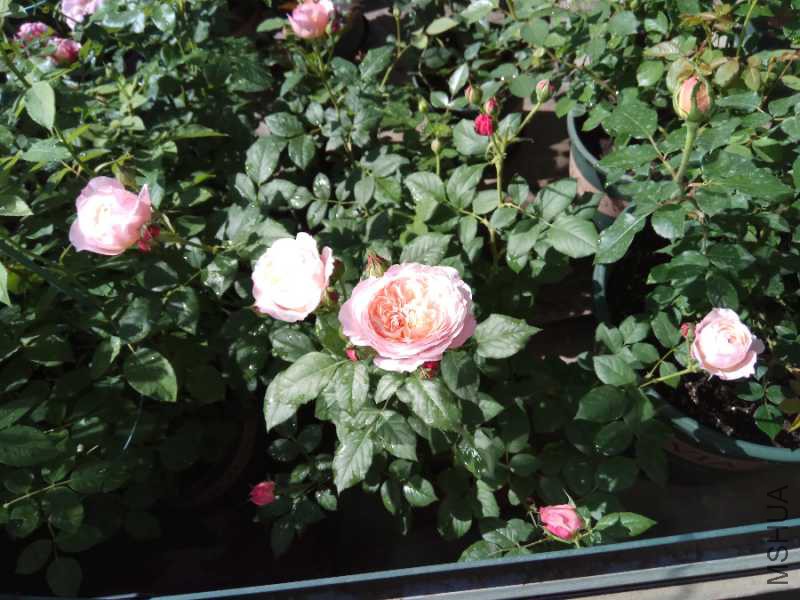 IMG_20180503_091942.jpg
