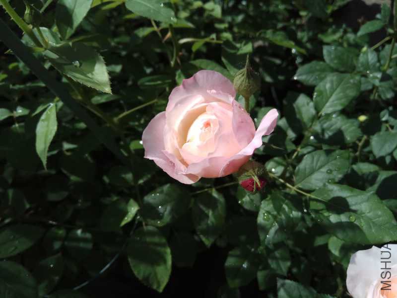 IMG_20180503_091935.jpg