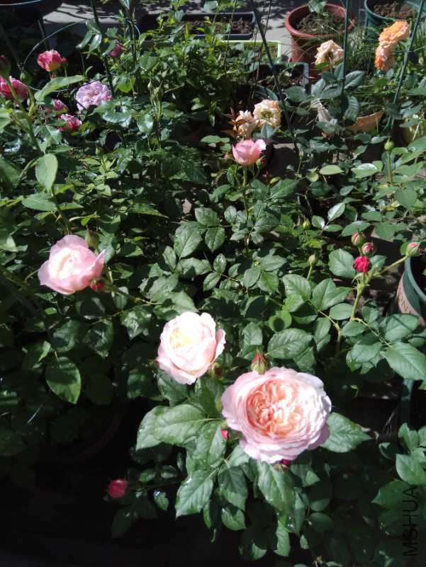 IMG_20180503_091918.jpg