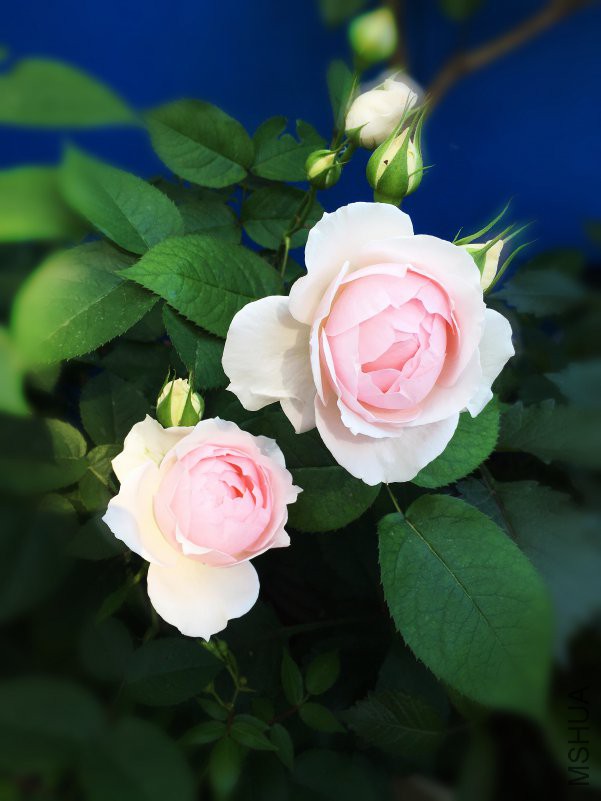 ��IMG_6243.JPG