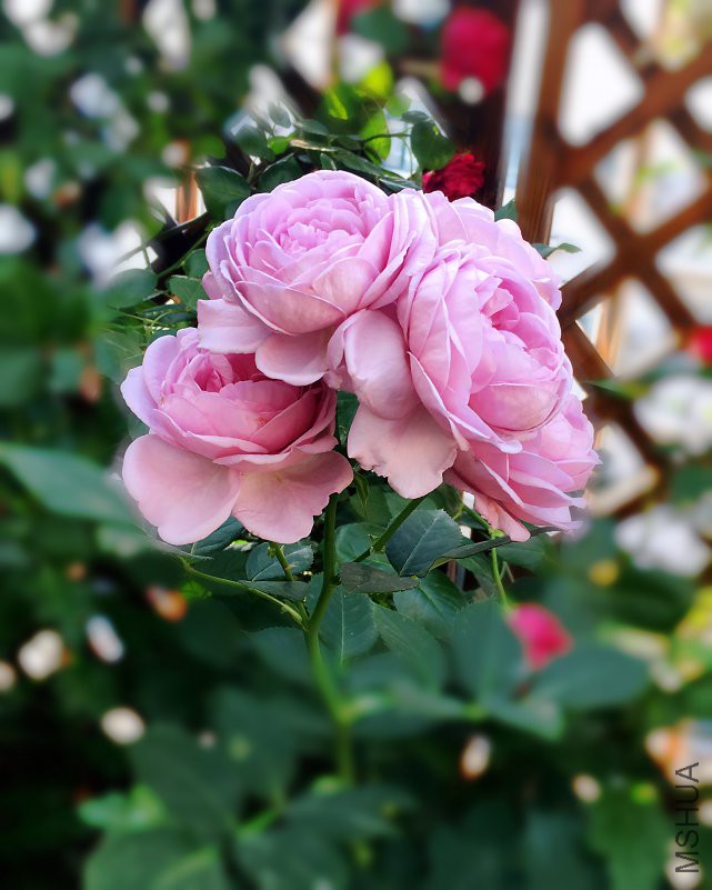 ��IMG_6242.JPG
