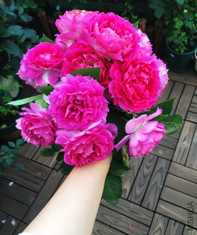 ��IMG_6241.JPG