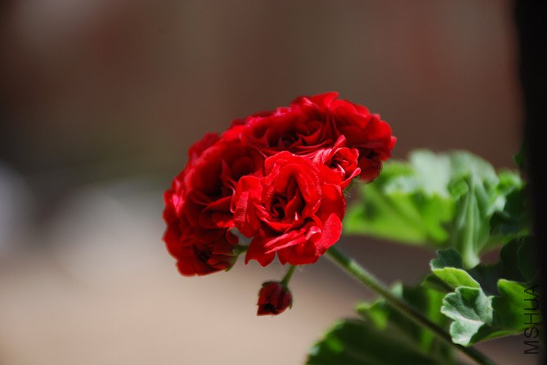 dsc_0469_����.jpg