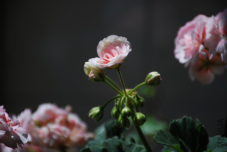 dsc_0464_����.jpg