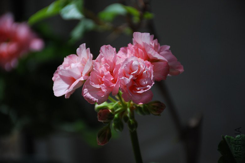dsc_0467_����.jpg
