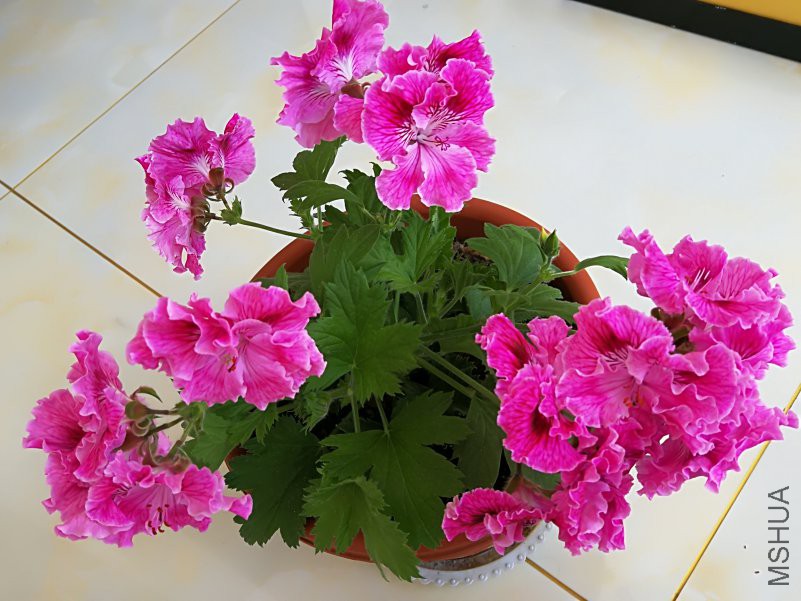 IMG_20180503_122906.jpg