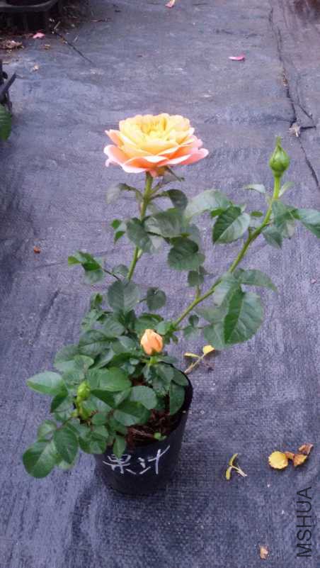 20180503_183102.jpg