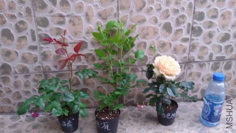 20180503_183659.jpg