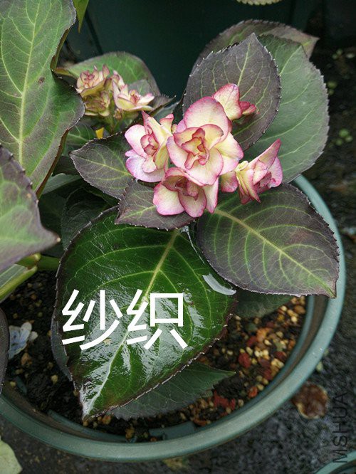 IMG20180428124608.jpg