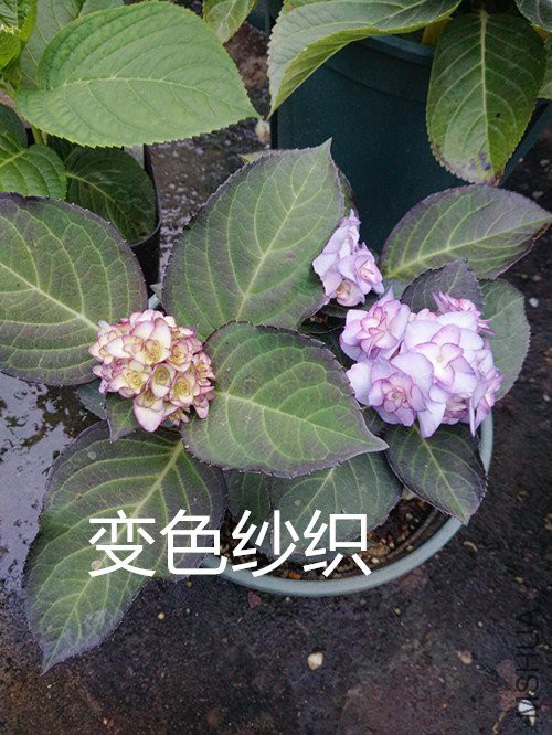 IMG20180503184016.jpg