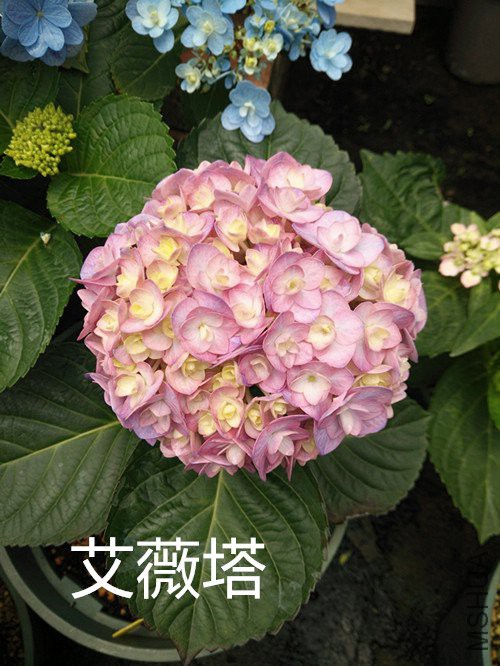 IMG20180428124550.jpg