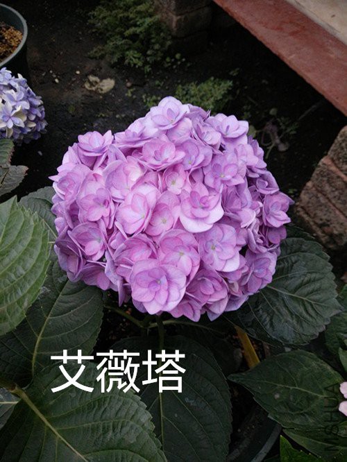 IMG20180502181432.jpg