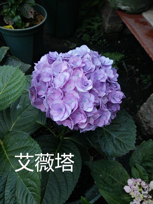 IMG20180503183945.jpg