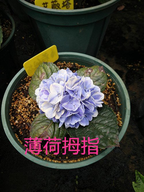 IMG20180424101551.jpg