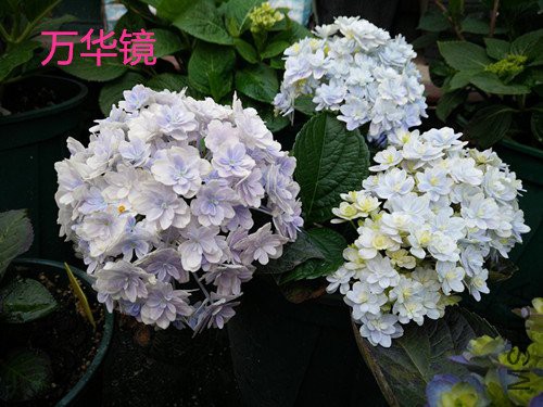 IMG20180403182312.jpg