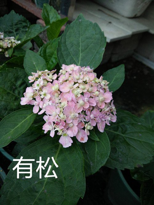 IMG20180503184114.jpg