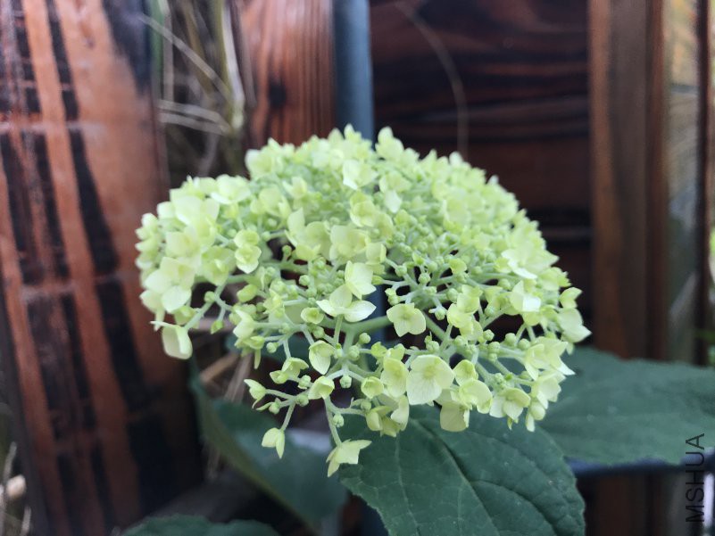 �޵� ����