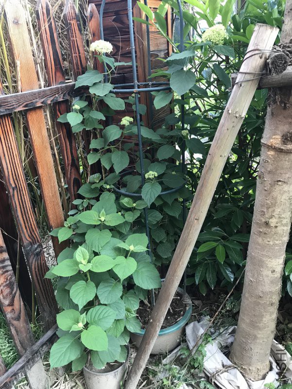 �޵� ����