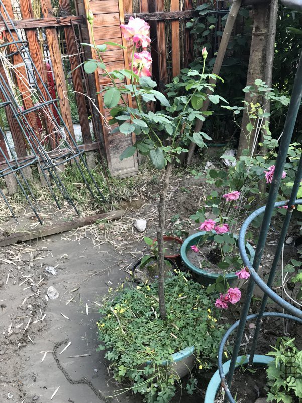 ��˫ϲ ����