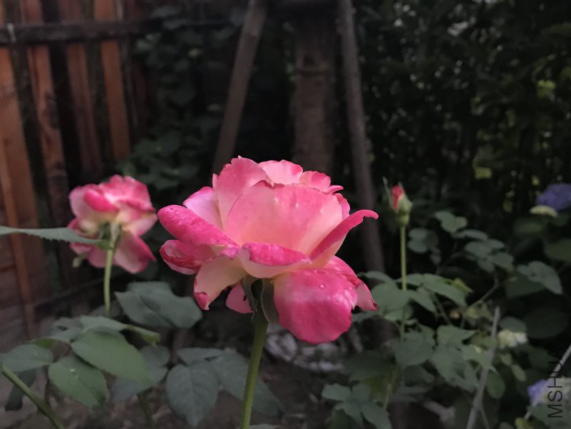 ��˫ϲ ����