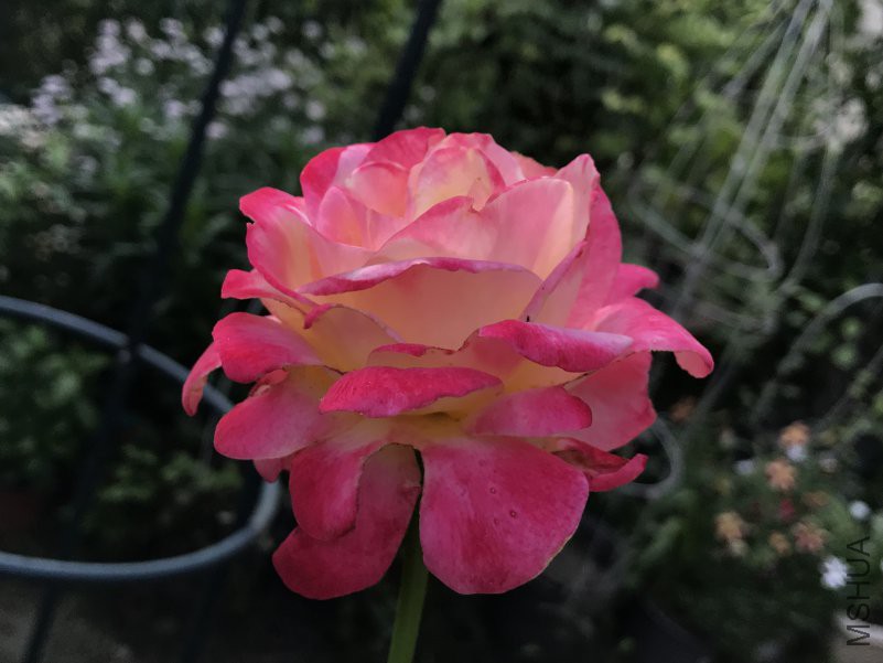 ��˫ϲ ����