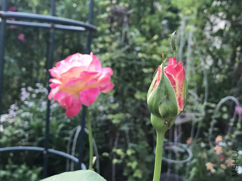 ��˫ϲ ����