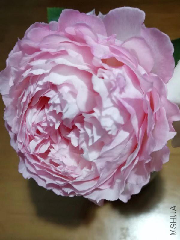 psb (5).jpg