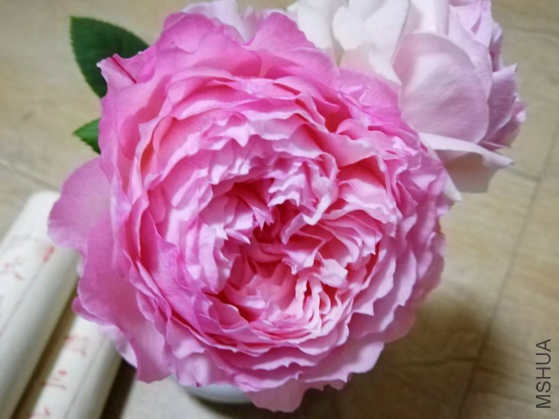 psb (8).jpg