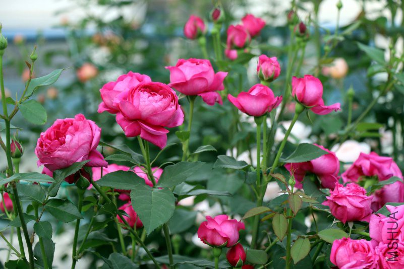 ������֬