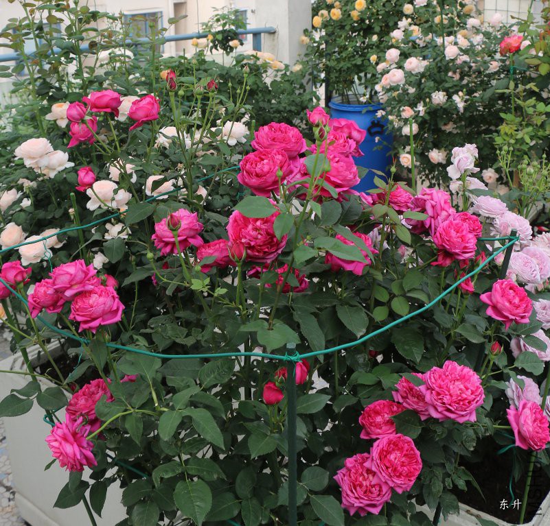 ������֬