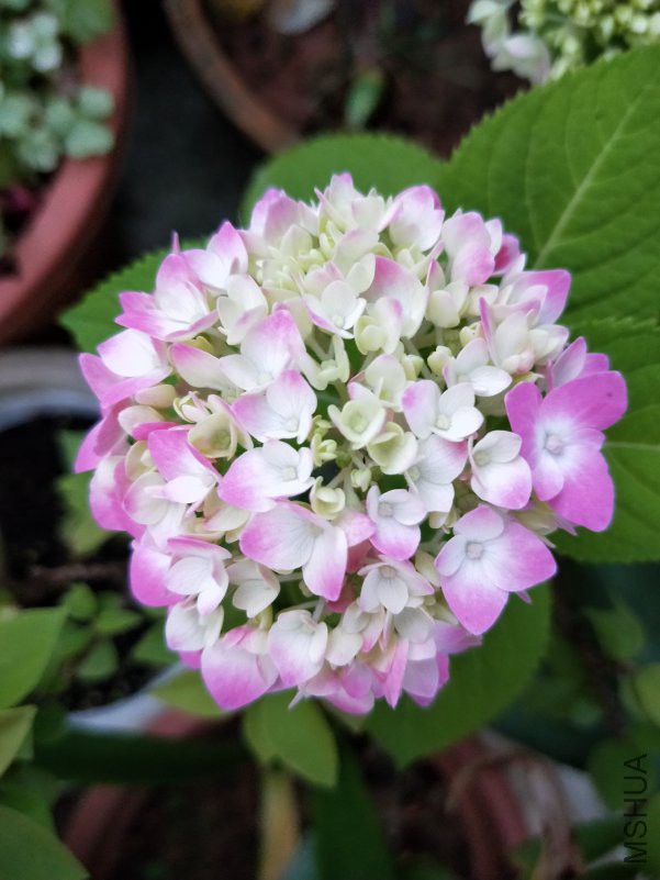 IMG20180504054812.jpg
