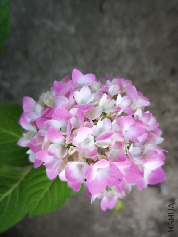 IMG20180504054835.jpg