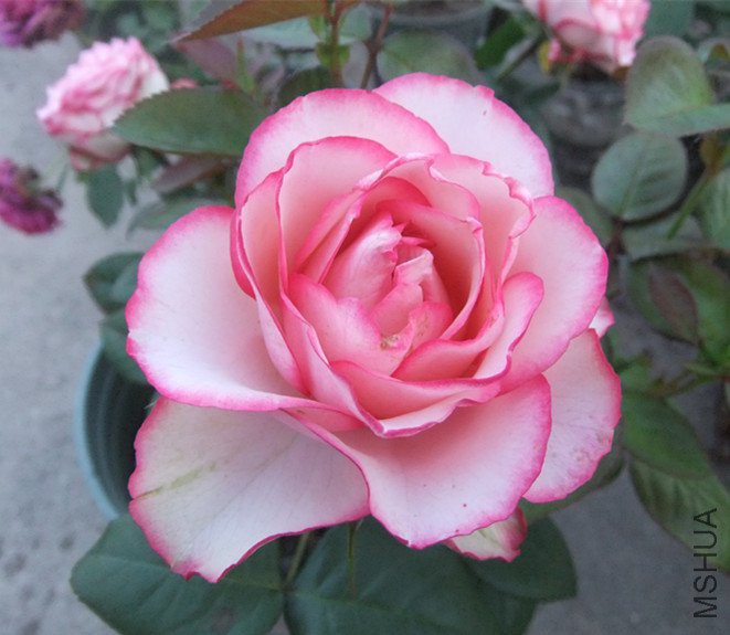 DSCF5497_����.jpg