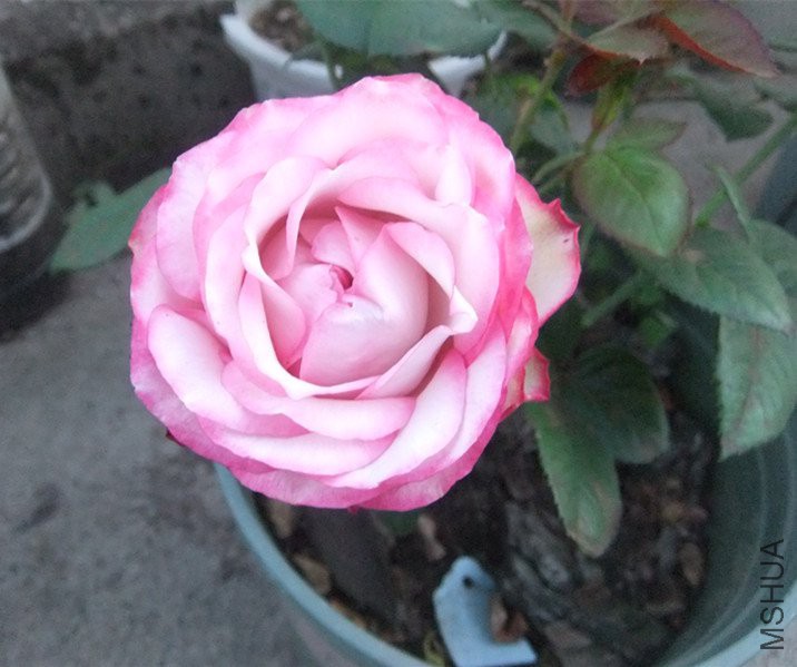 DSCF5498_����.jpg