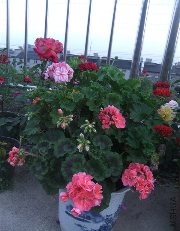 DSCF5496_����.jpg