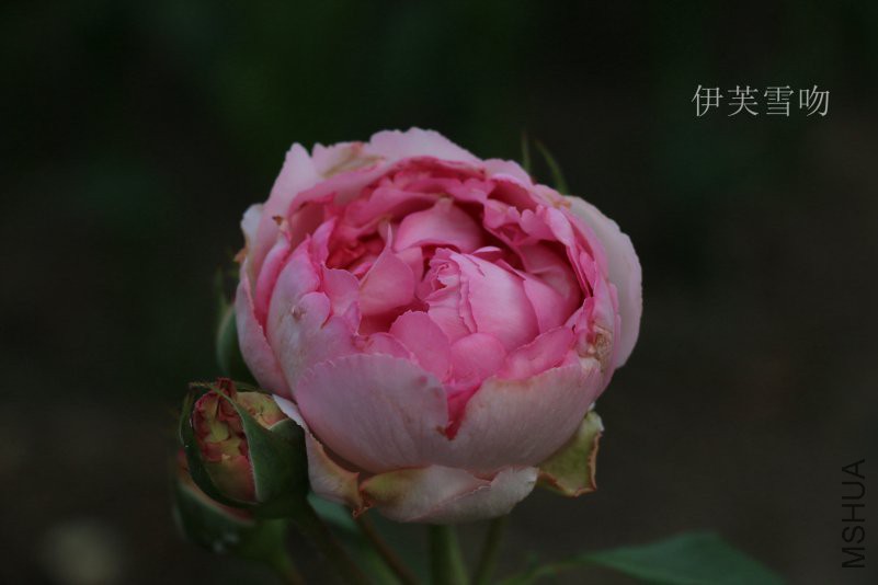 IMG_0030.jpg