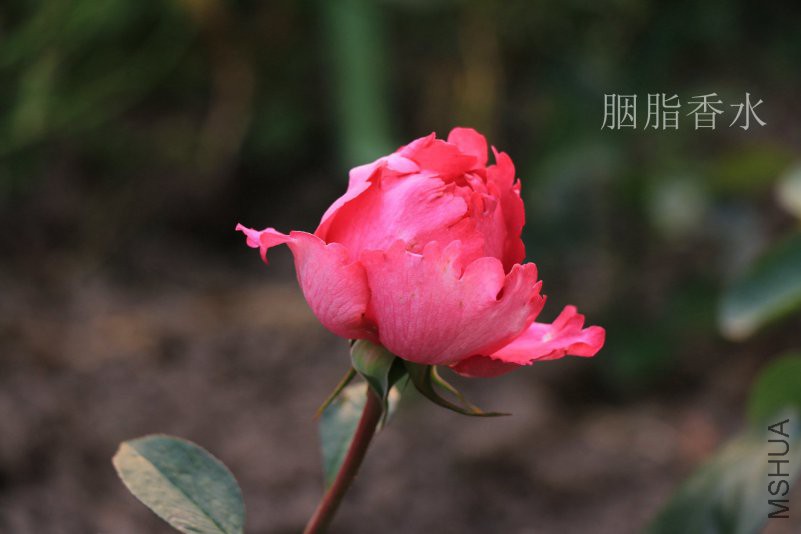 IMG_9307.jpg