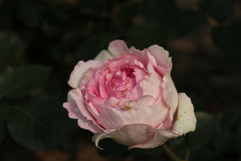 IMG_9482.jpg