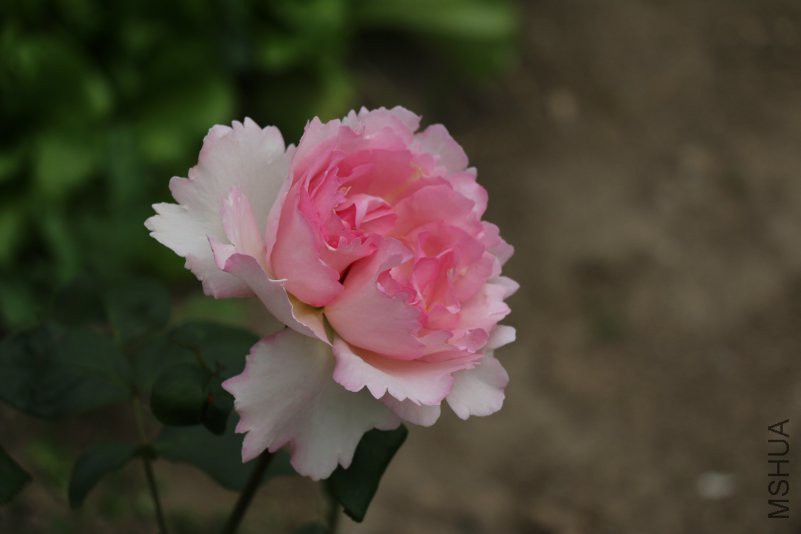IMG_9512.jpg